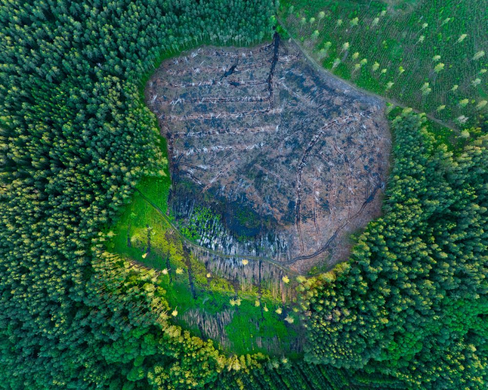 Aerial view of deforested area surrounded by trees.